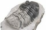 Multi-Toned Drotops Trilobite - Mrakib, Morocco #233274-5